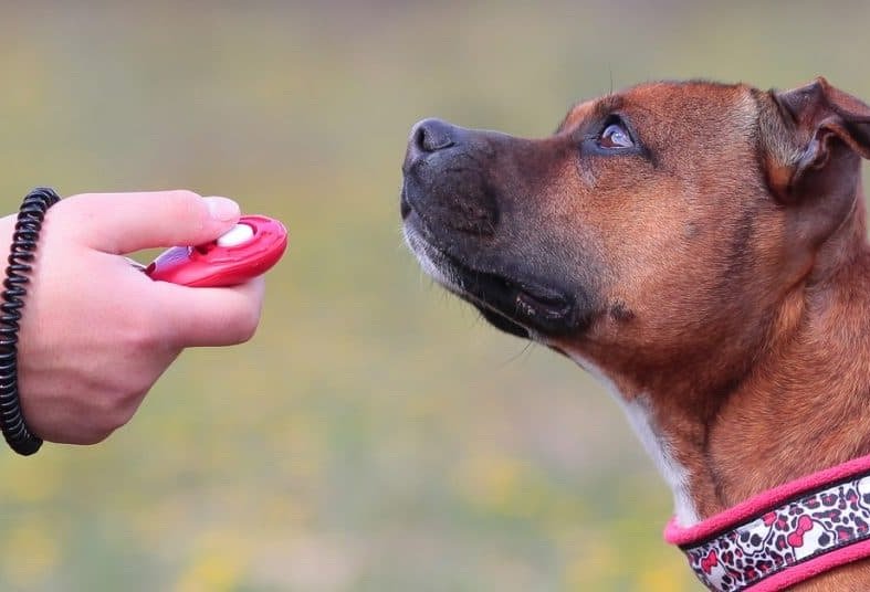 como adiestrar a un perro el uso del clicker