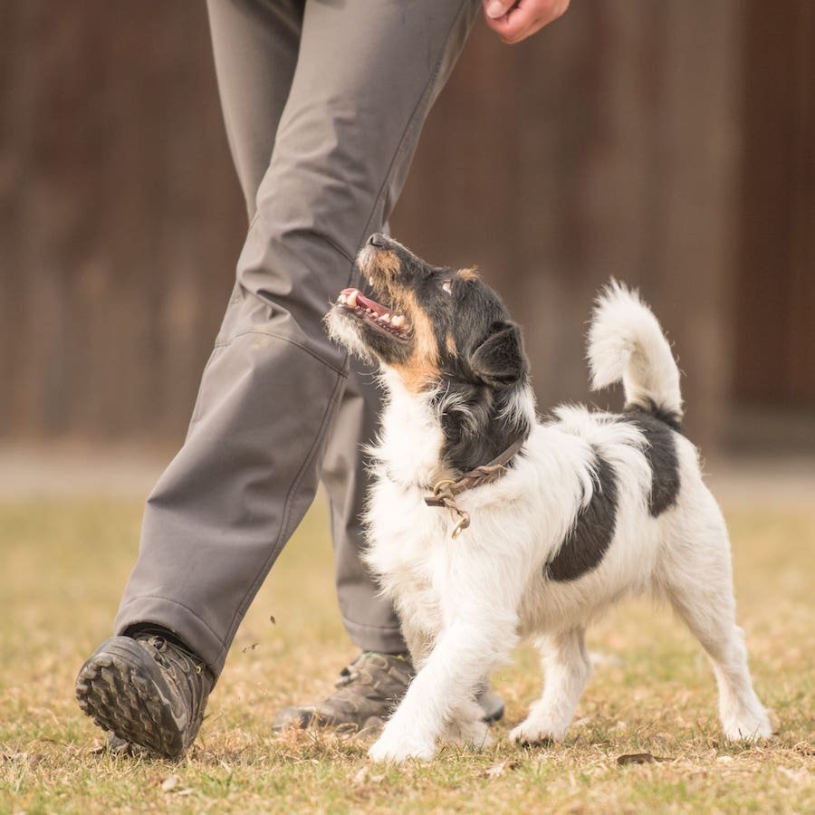 obediencia canina-perro caminando al pie