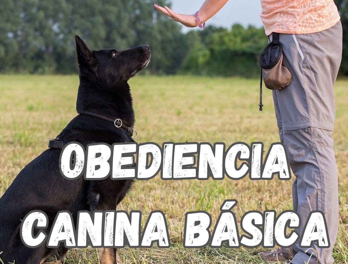obediencia canina-comando siéntate