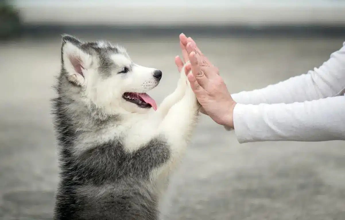 como educar a un cachorro