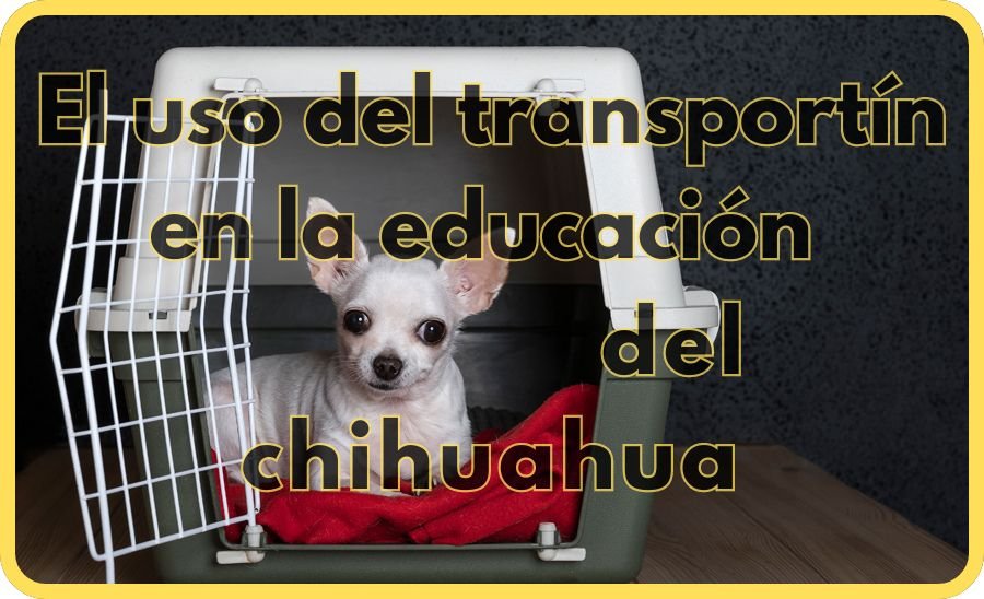 como educar a un chihuahua para ir al baño